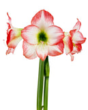 Jester® Sonata Amaryllis - 18-22 cm bulb