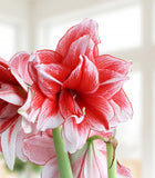 Joker® Sonata Amaryllis - 18-22 cm bulb