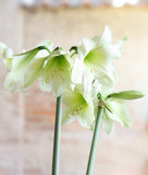 Lemon Sorbet® Sonatini Amaryllis - 16-20 cm bulb