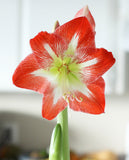 Minerva Amaryllis - 26-28 cm bulb