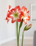Minerva Amaryllis - 26-28 cm bulb