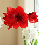 Miracle® Symphony Amaryllis