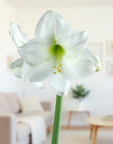 Mount Blanc Amaryllis - 22-26 cm bulb