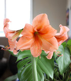 Naranja Amaryllis - 22-26 cm bulb