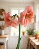 Naranja Amaryllis - 22-26 cm bulb