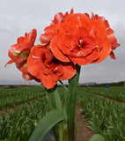 Nyora Amaryllis - 28-32 cm bulb