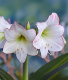 Picasso Amaryllis - 28-32 cm bulb