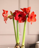 Amaryllis 3-Pack: Red