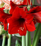 Red Lion Amaryllis - 22-26 cm bulb