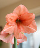 Rilona Amaryllis - 22-26 cm bulb