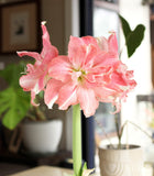 Rozetta® Symphony Amaryllis