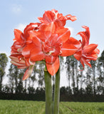 Tika Dream Amaryllis - 28-32 cm bulb