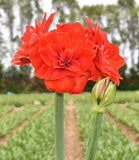 Tika Imperator Amaryllis - 28-32 cm bulb