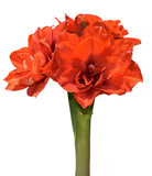 Tika Magic Amaryllis - 28-32 cm bulb