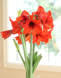 Top Choice® Sonata Amaryllis - 14-18 cm bulb