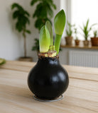 Black Waxed Amaryllis with Red Flower