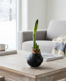 Black Waxed Amaryllis with Red Flower