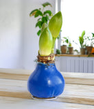 Blue Waxed Amaryllis with Red and White Striped Flower