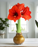 Gold Waxed Amaryllis with Red Flower