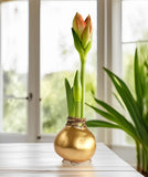 Gold Waxed Amaryllis with White Flower