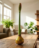 Gold Glitter Waxed Amaryllis with White Flower