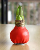 Red Waxed Amaryllis Bulb with Red Flower