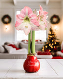 Pink and white amaryllis in a glossy red ceramic vase with 'Seasons Greetings' written on it, set on a white table in a cozy, softly blurred living room with a Christmas tree in the background.