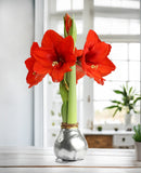 Silver Waxed Amaryllis with Red Flower
