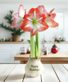 "Happy Holidays" White Waxed Amaryllis with Red and White Striped Flower