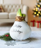 "Happy Holidays" White Waxed Amaryllis with Pink Flower