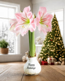 "Happy Holidays" White Waxed Amaryllis with Pink Flower