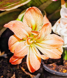 Zombie® Sonata Amaryllis - 16-20 cm bulb