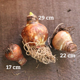 Three bulb plants with visible roots on a dark brown wooden surface, labeled with size measurements 29 cm, 22 cm, and 17 cm in white text.