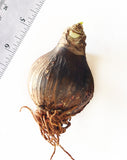 Rilona Amaryllis - 22-26 cm bulb