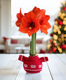 Bright red amaryllis flowers in a green stem, styled in a red knit sweater pot cover on a white wooden table with a blurred Christmas tree in the background.