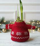 A red knitted plant pot cover shaped like a sweater with white Fair Isle patterns, holding a green amaryllis bulb with tall green leaves, set on a white wooden surface with blurred holiday lights and greenery in the background.