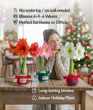 A woman sits behind a wooden table with three small potted amaryllis flowers in festive holiday-themed planters. The background shows a softly blurred Christmas tree with warm lights.