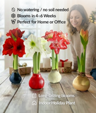 Four Amaryllis plants in decorative pots on a wooden table with text about the plants' care requirements.
