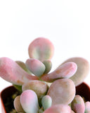 Graptopetalum amethystinum
