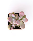 Graptopetalum amethystinum