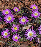 Charmer Anemone blanda