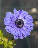 Lord Lieutenant Anemone Coronaria 