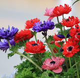 Mixed Anemone Coronaria