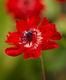 The Governor Anemone Coronaria