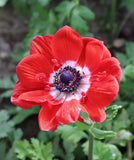 Hollandia Anemone de Caen
