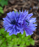 Lord Lieutenant Anemone Coronaria 