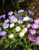 Mixed Anemone blanda
