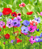 Mixed Anemone De Caen