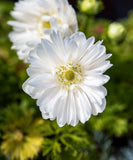 Mount Everest Anemone Coronaria