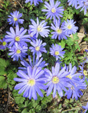 Blue Shades Anemone blanda 